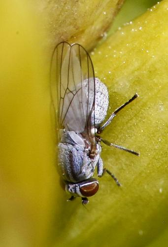 Leucopis sp.